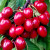 Cherry - Summer Sun