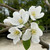 Crab Apple - Dartmouth