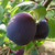 Damson - Merryweather
