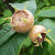 Medlar - Nottingham