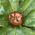 Medlar - Original