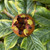 Medlar - Royal