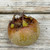 Medlar - Westerveld