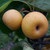 Nashi Pear - Shinsui