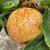 Nashi Pear - Tama
