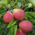 Pear - Brandy