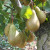 Pear - Conference