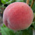 Peach - Robin Red Breast