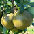 Pear - Fondante d'Automne