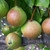 Pear - Gin