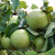 Pear - Green Horse