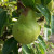 Pear - Packham's Triumph