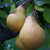 Pear - Thorn