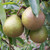 Pear - Winter Nelis