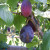 Plum - Belle de Louvain