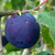 Plum - Czar