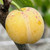Plum - Mirabelle de Nancy