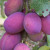 Plum - Victoria