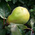 Quince - Ekmek