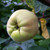 Quince - Shams