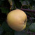 Quince - Shams