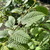 Carpinus betulus - Hornbeam hedging