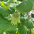 Corylus avellana - native hazel hedging