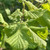 Corylus avellana - native hazel hedging