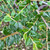 Cotoneaster simonsii - Hedging