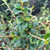 Cotoneaster simonsii - Hedging