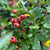 Crataegus monogyna - hawthorn hedging