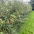 Crataegus monogyna - hawthorn hedging