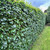 Fagus sylvatica - Green beech hedging