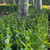 Ligustrum ovalifolium - Oval leaved privet