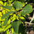 Populus tremula - hedging