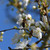 Prunus cerasifera - Cherry Plum