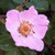 Rosa canina - Dog rose hedging