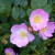 Rosa rubiginosa