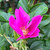 Rosa rugosa - hedging