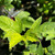 Viburnum opulus - Guelder rose hedging