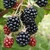 Blackberry - Chester