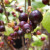 Blackcurrant - Wellington XXX