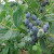 Blueberry - Herbert