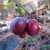 Cranberry - Early Black