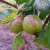 Gooseberry - Admiral Beattie