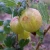 Gooseberry - Alma