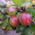 Gooseberry - Dan's Mistake