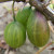 Gooseberry - Freedom