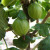 Gooseberry - Green Gem