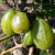 Gooseberry - Jubilee